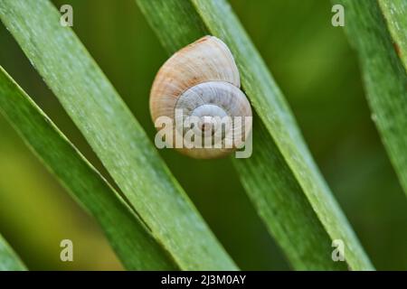 White-lipped snail or garden banded snail (Cepaea hortensis); Catalonia, Spain Stock Photo