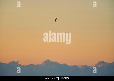 A lone seagull at sunrise above the sea with rugged mountain peaks below; Catalonia, Spain Stock Photo