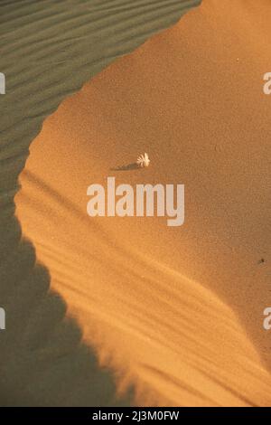 Small white feather laying on the golden sand of a dune in the Ebro River Delta; Catalonia, Spain Stock Photo