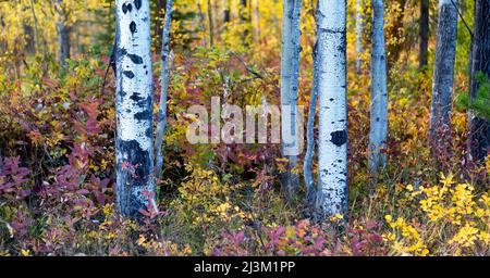 Colourful autumn foliage on a forest floor with the trunks of aspen trees in the foreground; British Columbia, Canada Stock Photo