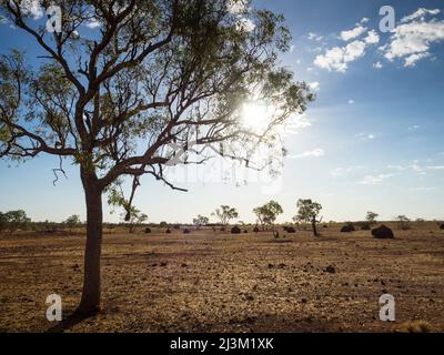 Gum trees, termite mounds and red dirt, Larrawa Station, KImberley