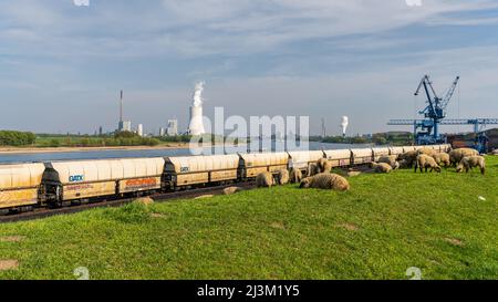 Rheinberg, North Rhine-Westphalia, Germany - April 16, 2020: Sheep grazing on the dyke in Orsoy, with a view towards the harbour and Duisburg Stock Photo