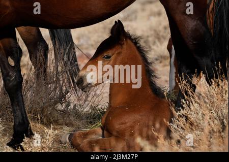 Wild horse foal lying on the ground under an adult horse, living in the hills above a Reno subdivision; Reno, Nevada, United States of America Stock Photo