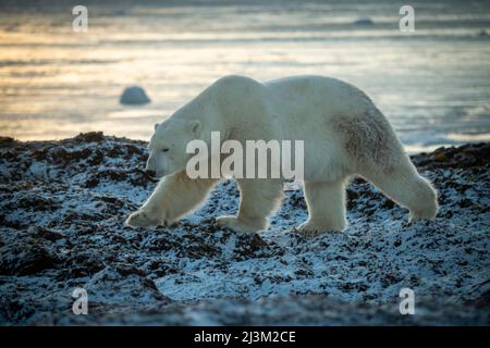 Polar bear (Ursus maritimus) raises paw crossing rocky shoreline; Arviat, Nunavut, Canada Stock Photo