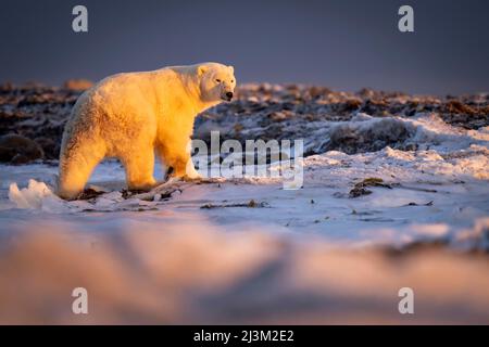 Polar bear (Ursus maritimus) stands on tundra at sunset; Arviat, Nunavut, Canada Stock Photo