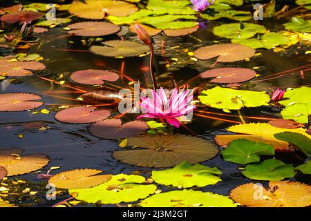 Blossoming Lotus Flowers (Nelumbo nucifera) on Red Lotus Lake; Chiang Haeo, Thailand Stock Photo