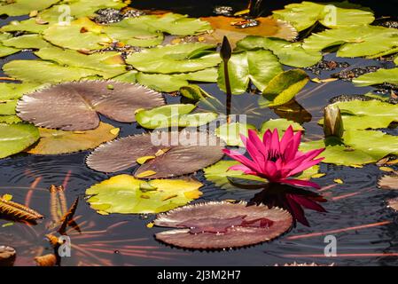 Blossoming Lotus Flower (Nelumbo nucifera) on Red Lotus Lake; Chiang Haeo, Thailand Stock Photo