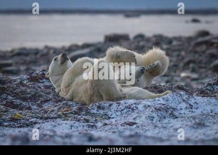 Polar bears (Ursus maritimus) roll around in kelp; Arviat, Nunavut, Canada Stock Photo