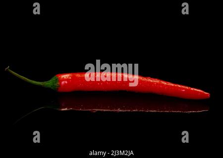 Chilli peppers on a black background. Fresh red hot chilli pepper. Stock Photo