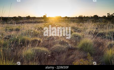 Sunset over spinifex in the Kimberley. Stock Photo