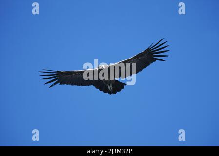 An Andean condor in flight.; Patagonia, Chile. Stock Photo