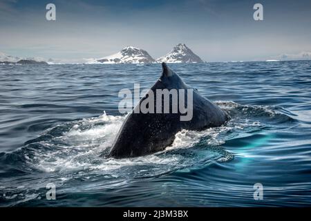 Humpback whale (Megaptera novaeangliae) diving in Cierva Cove; Antarctica Stock Photo