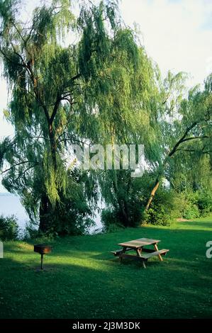 Willow-lined lakeside picnic area in Cayuga Lake State Park; New York, United States of America Stock Photo