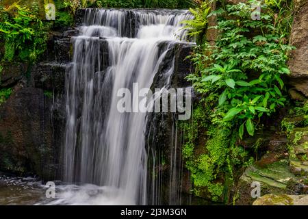 Beautiful cascading waterfalls and lush foliage at Jesmond Dene Public Park; Newcastle upon Tyne, Northumberland, England Stock Photo