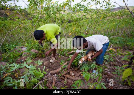 Father and son harvest yuca roots in Las Minas de Tulu in Cocle province, Republic of Panama, Central America. Stock Photo