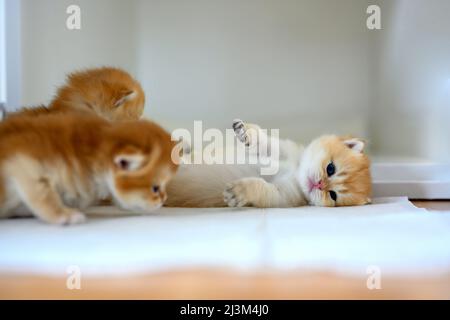 British Shorthair Golden kitten sitting on a white cloth on a wooden floor in the room, Three baby kittens learning to walk and playing, Adorable youn Stock Photo