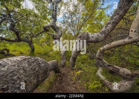 Twisted trees in an aspen grove in central Saskatchewan. The area is known as the Crooked Bush; Saskatchewan, Canada Stock Photo