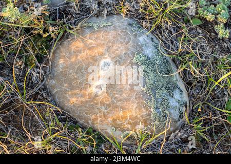 Interesting patterns on a rock surface, covered in lichen and laying in the grass on the prairies of Saskatchewan, Grasslands National Park Stock Photo