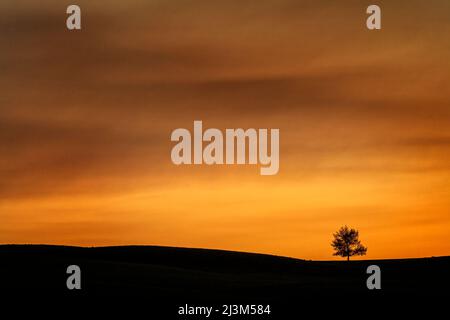 Brilliant sunset light glowing in a sky over a tree and horizon; Saskatchewan, Canada Stock Photo