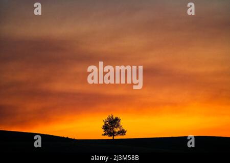 Brilliant sunset light glowing in a sky over a tree and horizon; Saskatchewan, Canada Stock Photo