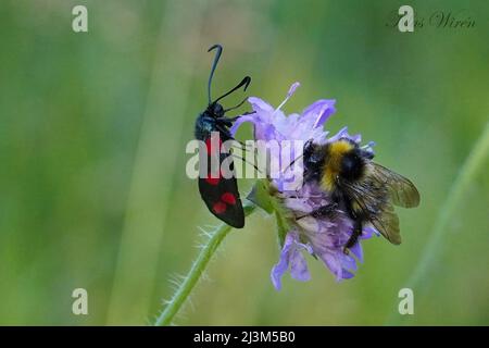 Bumblebee sneaking on narrow-bordered five-spot burnet Stock Photo