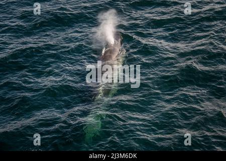 Sei Whale (Balaenoptera borealis) surfacing at the entrance of Beagle Channel; Antarctica Stock Photo