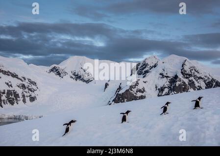 Four Gentoo penguins (Pygoscelis papua) make their way up a hill on Antarctica's Ducas Island; Antarctica Stock Photo