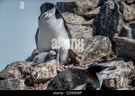 Chinstrap penguin (Pygoscelis antarcticus) at Half Moon Island caring for recently hatched chicks; Antarctica Stock Photo