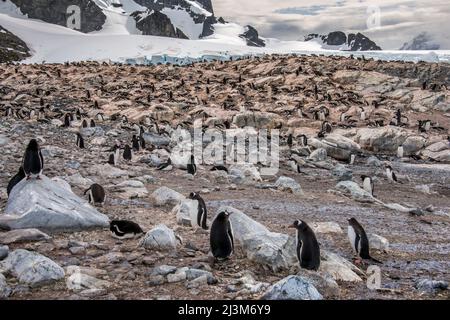 Huge colony of nesting Gentoo penguins (Pygoscelis papua) on Cuverville Island; Antarctica Stock Photo