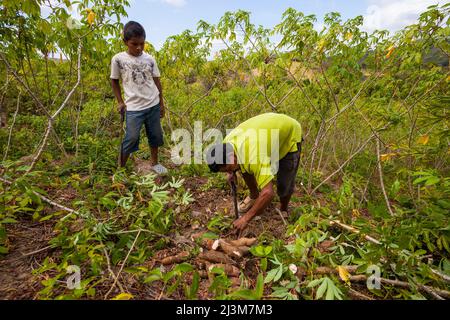 Father and son harvest yuca roots in Las Minas de Tulu in Cocle province, Republic of Panama, Central America. Stock Photo