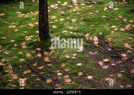 Textured moss and fallen leaves on the ground at the base of a tree at Kyoto’s Moss Temple or Kokedera.  The Temple’s gardens have an estimated 120... Stock Photo