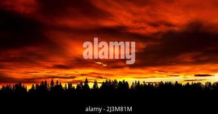 Dramatic colourful sky with a row silhouetted trees in the foreground; Calgary, Alberta, Canada Stock Photo