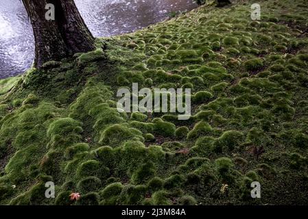 Textured moss at the base of a tree and water's edge at Kyoto’s Moss Temple or Kokedera.  The Temple’s gardens have an estimated 120 different vari... Stock Photo