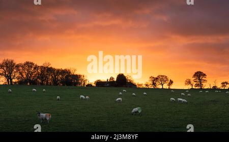Sheep (Ovis aries) graze in a field as the sun sets behind the farm on a beautiful evening; Northumberland, England Stock Photo