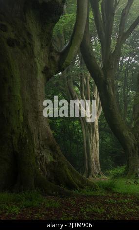 Ancient tree branches and limbs reach to the top of the forest canopy on a wet summer's day; Brighton, East Sussex, England