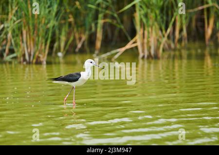 Black-winged stilt (Himantopus himantopus) wading in shallow water, Parc Naturel Regional de Camargue; Camargue, France