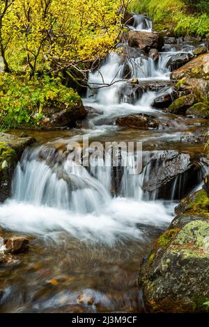 Mountain creek cascades flowing over rocks in a forest, Banff National Park; Alberta, Canada Stock Photo