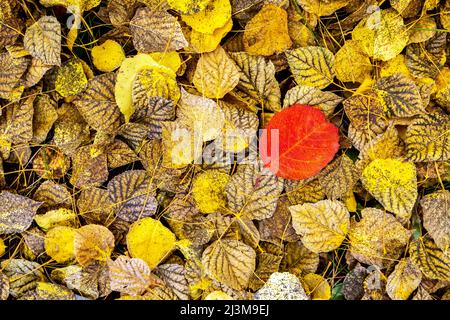 Single red leaf on the ground on a bed of yellow leaves in the fall; Calgary, Alberta, Canada Stock Photo
