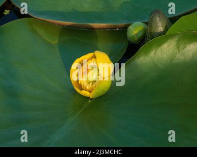 Close-up of a beautiful yellow water lily bud with large leaves Stock Photo