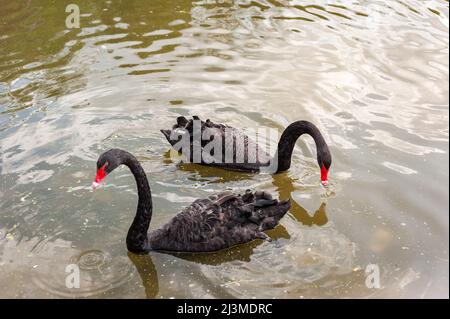 Two black swans floating on a dirty lake in polluted water Stock Photo