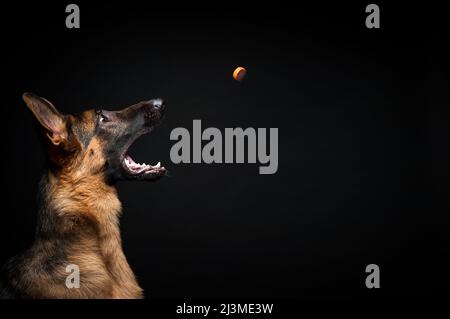 Portrait of a German shepherd with an open mouth. she catches a sausage, in front of an isolated black background. Close-up of a German shepherd in pr Stock Photo