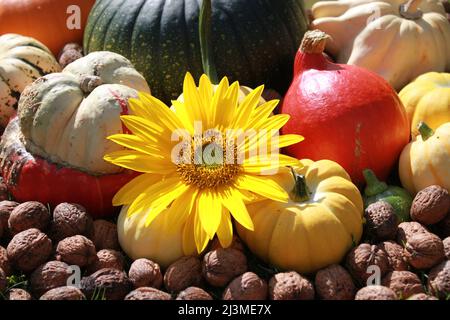 beautiful autumn decoration with pumpkins and a sunflower Stock Photo