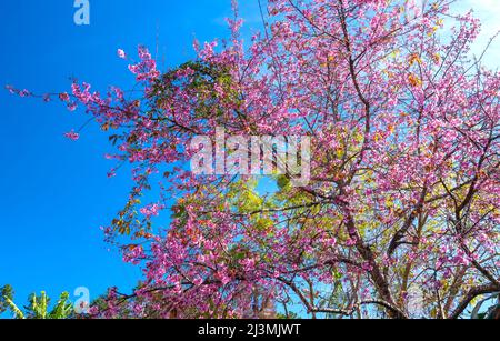 Cherry apricot branch blooms brilliantly on a spring morning with a blue sky background Stock Photo