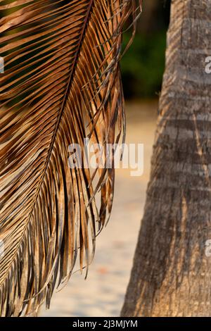 Close-up of a brown dry palm leaf and tree trunk on the background of the sandy shore. Abstract background. High quality photo Stock Photo