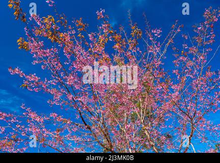 Cherry apricot branch blooms brilliantly on a spring morning with a blue sky background Stock Photo