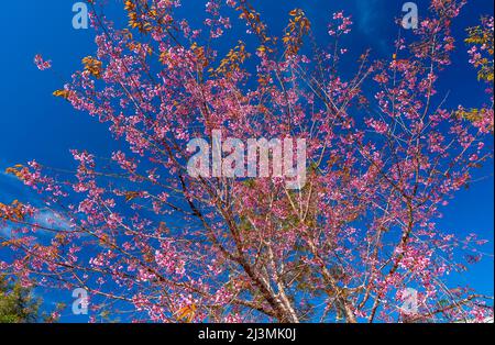 Cherry apricot branch blooms brilliantly on a spring morning with a blue sky background Stock Photo