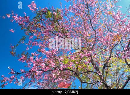 Cherry apricot branch blooms brilliantly on a spring morning with a blue sky background Stock Photo