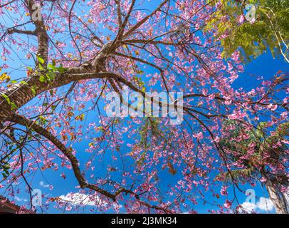 Cherry apricot branch blooms brilliantly on a spring morning with a blue sky background Stock Photo