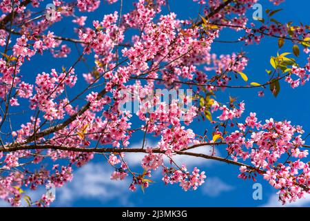 Cherry apricot branch blooms brilliantly on a spring morning with a blue sky background Stock Photo