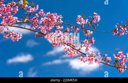 Cherry apricot branch blooms brilliantly on a spring morning with a blue sky background Stock Photo